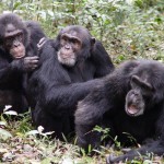 chimps-directed-scratch