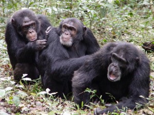 chimps-directed-scratch