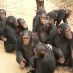 chimps-society