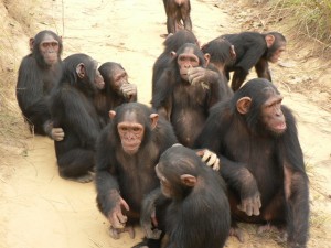 chimps-society